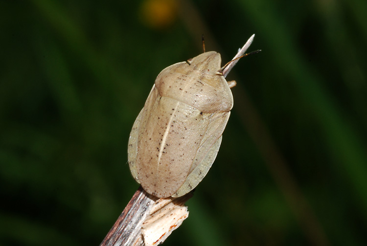 Scutelleridae della Calabria: Eurygaster austriaca